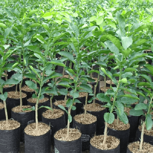 Cây giống bưởi da xanh