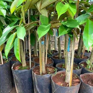 Cây Giống Sầu Riêng Black Thorn